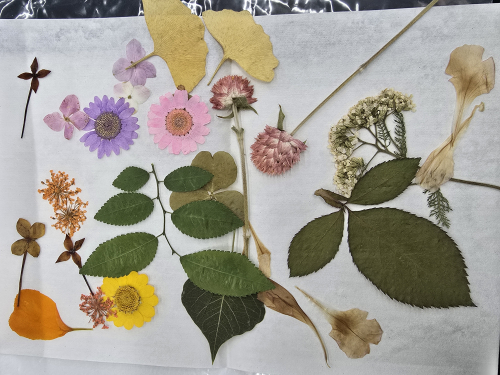 壓花畫課程照片
